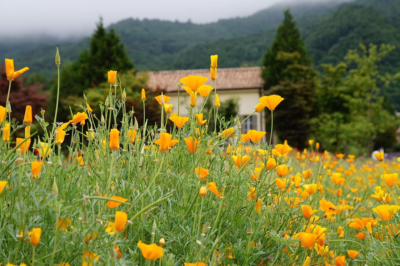 罗密欧2号（50支）：不跟平台做代理